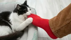 Warum beissen Katzen ihren Haltern so gern in die Füsse?