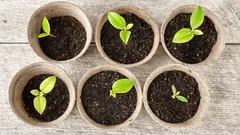 Womit du die Keimung von Samen beschleunigst: 4 Methoden für eine unglaubliche Ernte