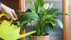 Spathiphyllum-Blätter werden gelb: Warum das passiert und was du dagegen tun kannst