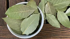 Warum legen Menschen Lorbeerblätter in einen Topf mit Zimmerpflanzen?