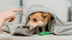 Warum Schimpfen mit dem Hund nichts bringt: Diesen Fehler macht jeder zweite Halter