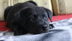 Was denkt und fühlt ein Hund, wenn Sie ihn allein zu Hause lassen?