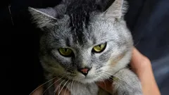 Warum Ihre Hauskatze die Anwesenheit anderer Katzen nicht mag: Fachleute nennen 6 mögliche Gründe