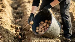 So verbessern Sie das Pflanzloch für Kartoffeln: 5 natürliche Zusätze für eine bessere Ernte