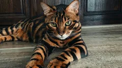 Welche Katzenrassen sind die teuersten: Experten haben eine Liste mit 6 Arten zusammengestellt