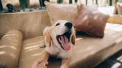 Warum bellt ein Hund ohne Grund? 7 häufige Erklärungen und was Sie tun können.