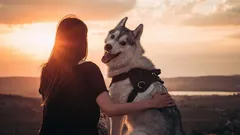 Der treueste Freund des Menschen: Kann ein Hund seinen Besitzer vergessen?