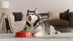 Warum knurrt ein Hund beim Fressen? Ursachen, Anzeichen und was Sie in einer solchen Situation tun können