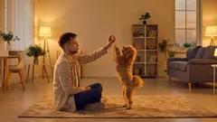 Warum Ihr Hund nicht mehr spielt: Häufige Gründe und was Sie als Halter tun können