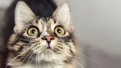 Welche Anzeichen zeigen Katzen, bevor in deinem Zuhause ein Unglück passiert – sei aufmerksam