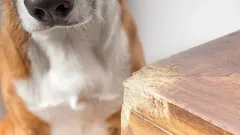 Warum knabbert der Hund an Möbeln? 8 häufige Gründe und wirksame Lösungen