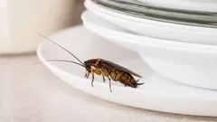 So handeln 99 % der Menschen: Darum tauchen Kakerlaken sogar in sauberen Wohnungen auf.