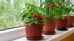 Fünf pflegeleichte Pflanzen für den Anbau auf einem kleinen Balkon oder auf der Fensterbank