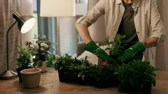 Zimmerpflanzen umtopfen: 5 Anzeichen, dass Ihre Pflanze einen grösseren Topf braucht